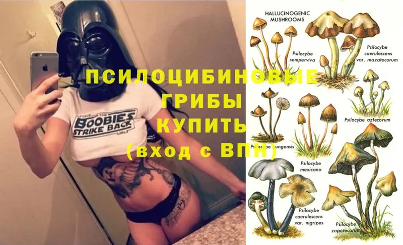 Псилоцибиновые грибы GOLDEN TEACHER  купить наркоту  Красный Кут 